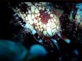 cone snail
