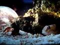 cone snail