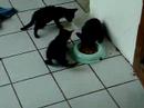 Os invasores...^^