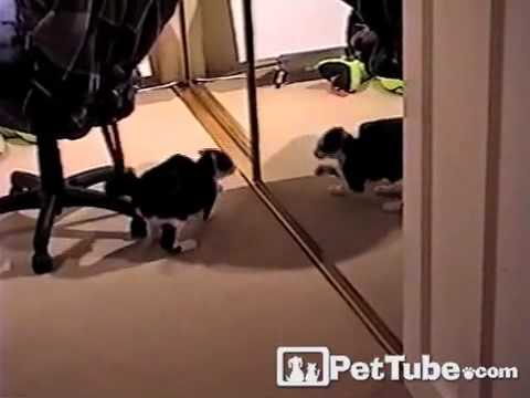 Видео 'Каратэ - котэ!‬‏'