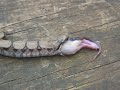 VOmiTAdA SerpENtiL