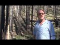 Conifer Invasions & Old-Growth Mortality at Babyfoot Lake