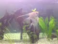 freshwater fishtank 2