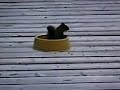 fighting-squirrels-literally.html