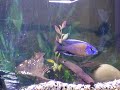 RED KADANGO DANCING (Copadichromis borleyi)