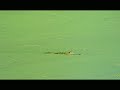 A Curious Alligator