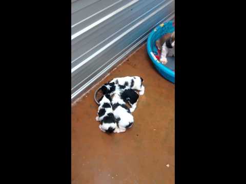 Tashas May 2015 Litter