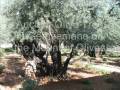 videos de Gethsemane - Olive Trees on Mount of Olives