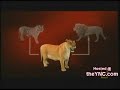 Liger Liger