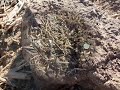 5 Hour Hunt in the Beanfield