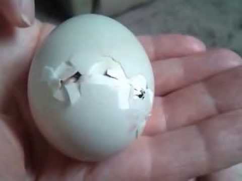 how to harvest duck eggs