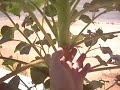 Giant Sunflower