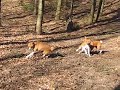Basenji i leg - Langes� 2007