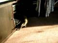 videos de Calliope 2