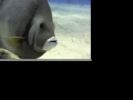 Angel Fish