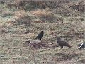 Buizerd, eksters en kraaien Buizerd, eksters en kraaien