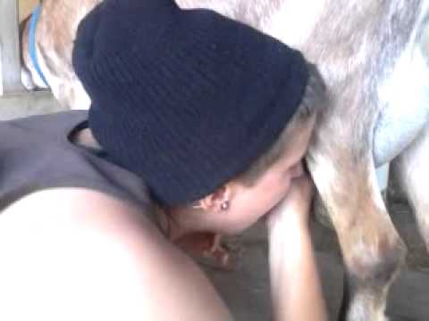 how to treat hard udder goat