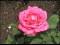 Hershey Gardens ~ flower garden ~ Hershey, PA
