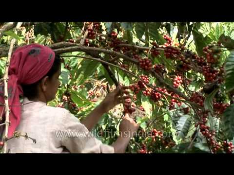 how to harvest coffee beans at home
