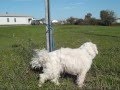 Chien Milou