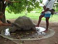 Esmeralda worlds oldest and largest tortoise