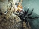 brachypelma vagans vs. b.dubia