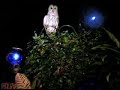 Barred Owl hoots & grabs fish Barred Owl hoots & grabs fish