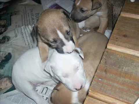 bulterrier
