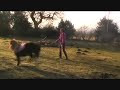 my georgieeee 5yr old shetland pony lilly lunging,bucking