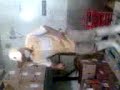 Bachoco Bailarin