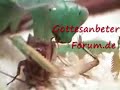 Gottesanbeterin, Mantid MACRO Nahrungsaufnahme