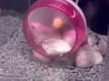 videos de Rat-racing Hamsters