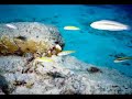 1000 Steps Dive Site Bonaire 1000 Steps Dive Site Bonaire