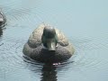 Expedite Quiver Duck Drake