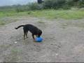 videos de Rottweiler Conan und sein Crazy Egg