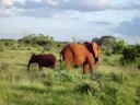 olifanten in Tsavo East