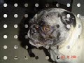 another one of my two fat pugs. at :46 seconds leo looks like a alien!