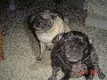 another one of my two fat pugs. at :46 seconds leo looks like a alien!