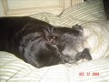 another one of my two fat pugs. at :46 seconds leo looks like a alien!