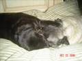 Fat, Lazy, Pugs: That's a Dog!
