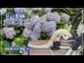 ☀️ドッグランに挑戦し、紫陽花とツーショットを撮ったおいもです | ペキニーズのおいも