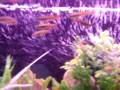 meu aquario de peixes pequenos