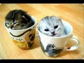 cute animals 3 cute animals 3