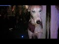 Galgos Show encore Galgos Show encore