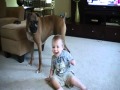 Boxer giving Baby Kisses - Why boxers are the best dogs for kids
