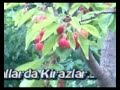 www.neararsanvar.deriz.biz  tarsus camliyayla namrun tarsus