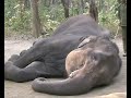 Nepal Tour - Elephant Briefing in Chitwan