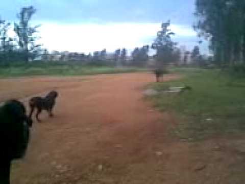 dogue allemand