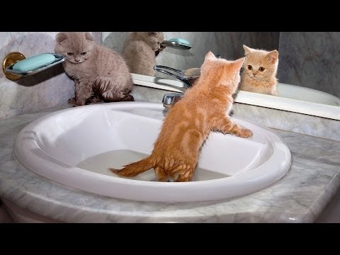 how to take care of a cat