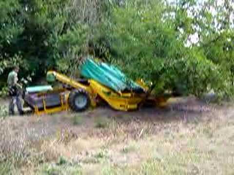 how to harvest plums